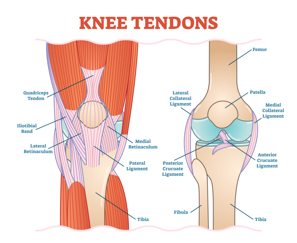 What Is Patellar Tendinitis Summit Physiotherapy   Shutterstock 1016095507 980x802 